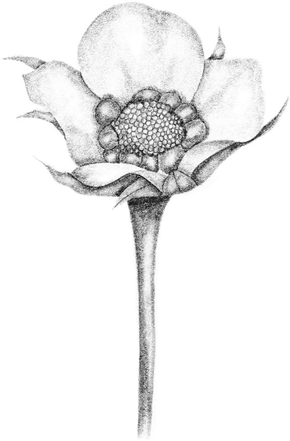 A black silhouette of a flower on a green background