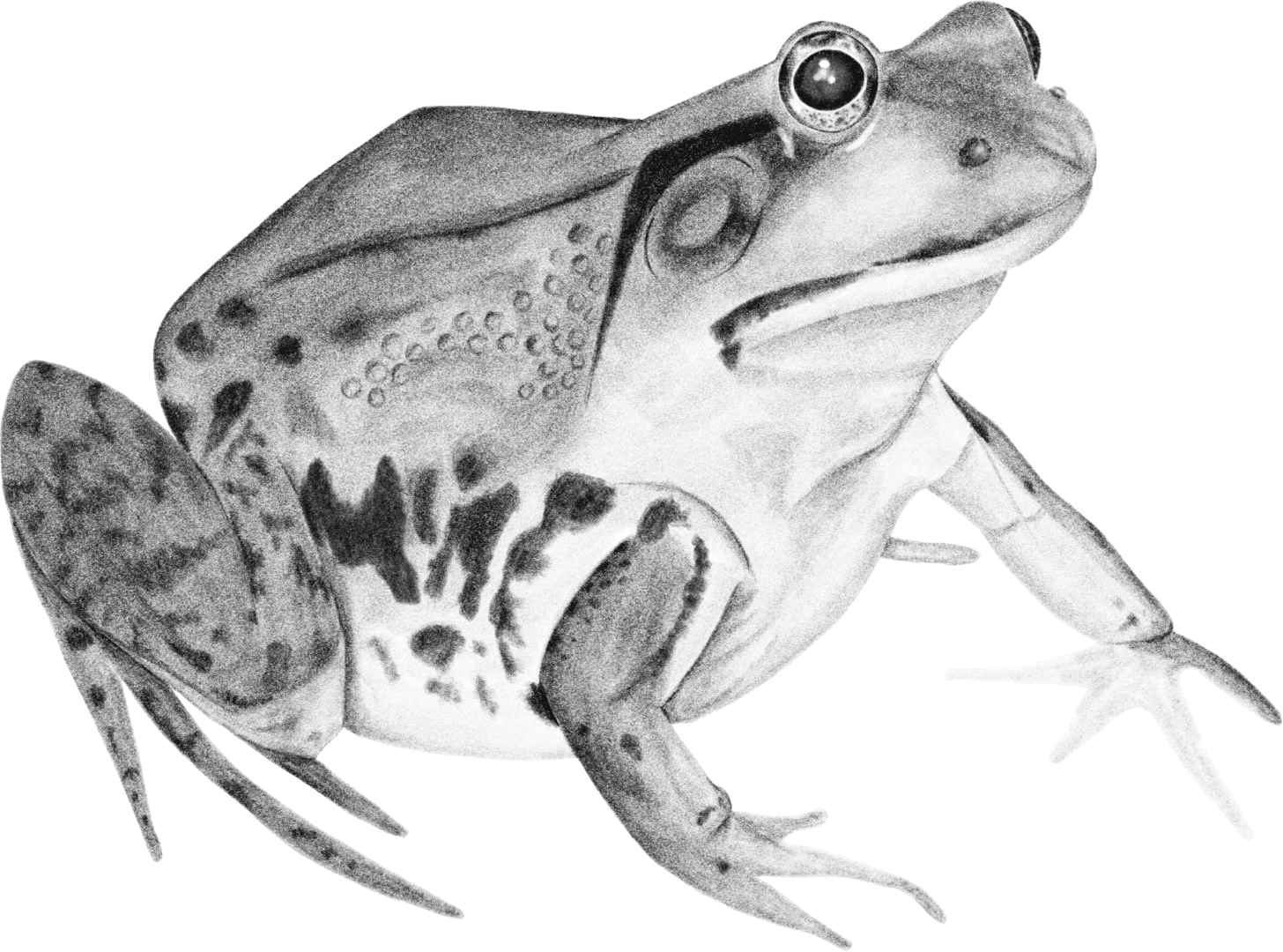 A black frog is sitting on the ground