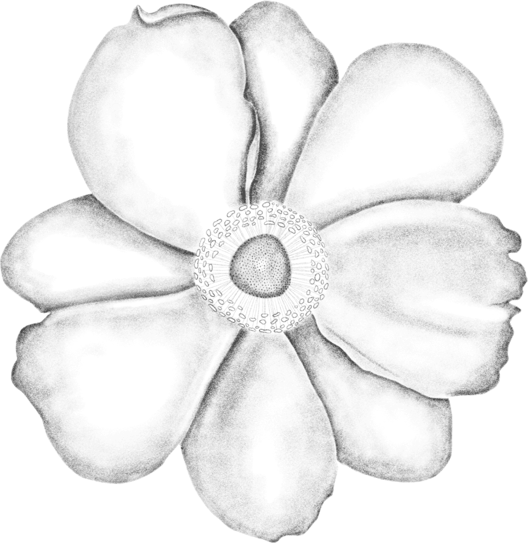 A black flower is drawn on green background