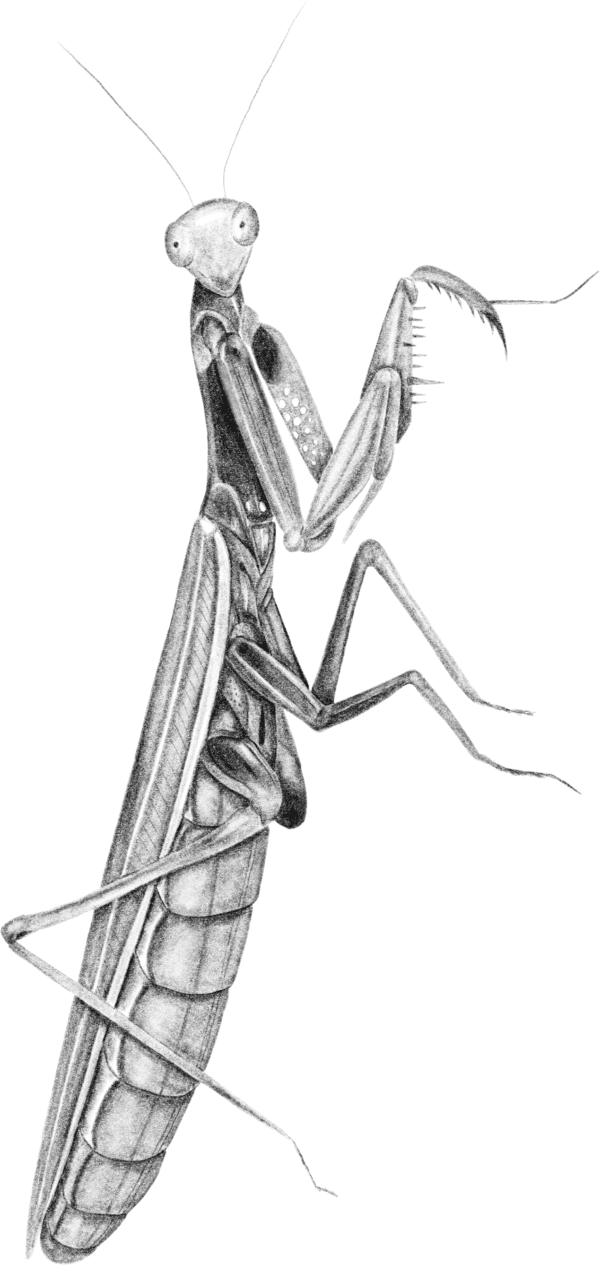 A silhouette of a bug with its legs crossed.