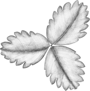 A black leaf is shown on the green background.