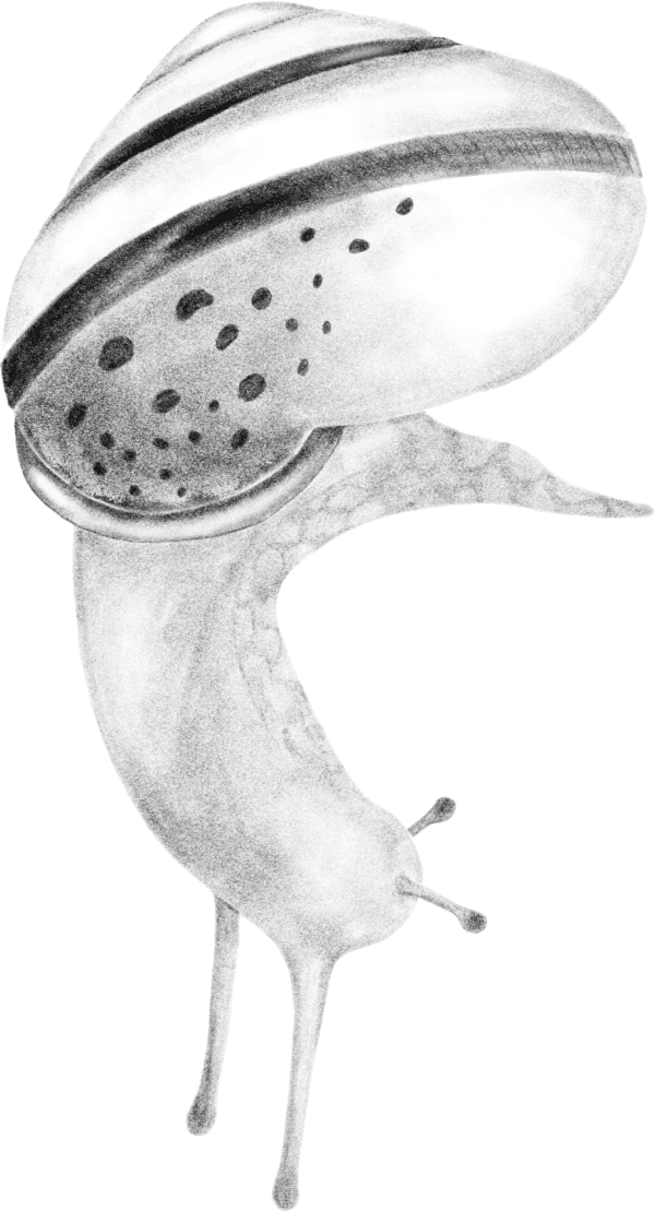 A black silhouette of a worm on a green background.