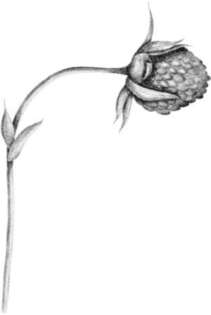 A black silhouette of a flower on a green background