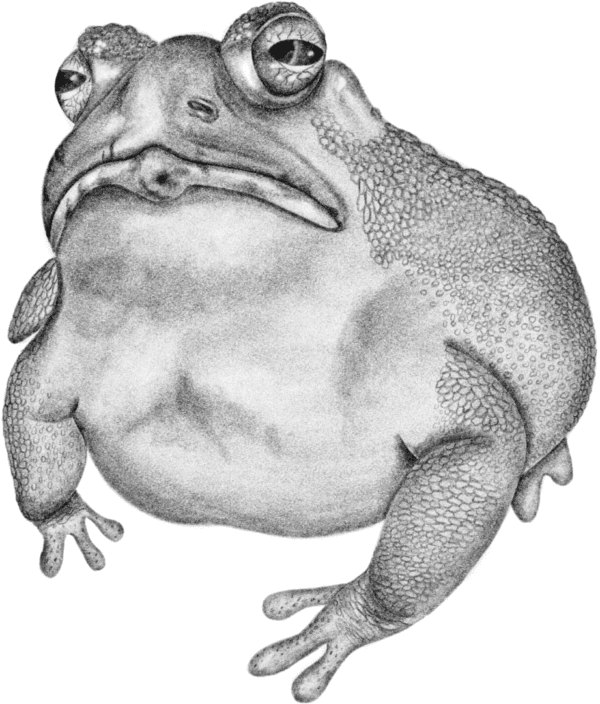 A silhouette of a frog on a green background