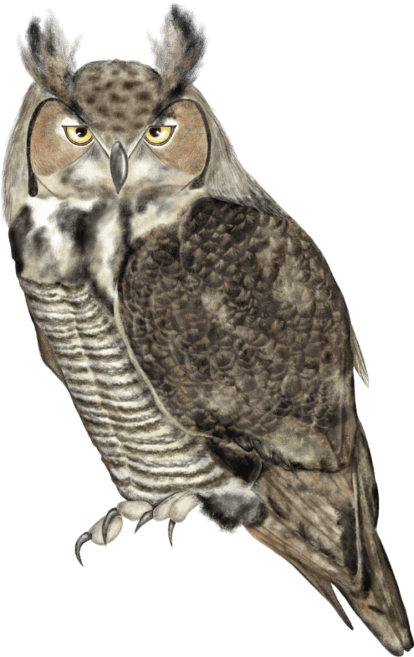 A brown and white owl is standing on the ground