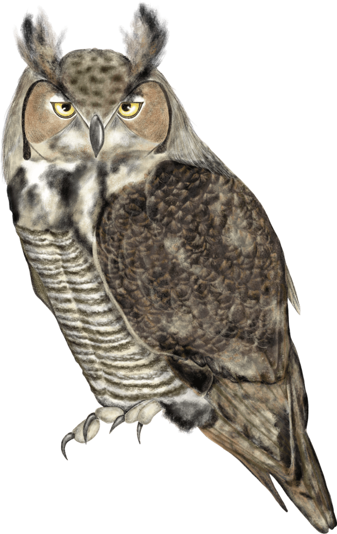 A brown and white owl is standing on the ground