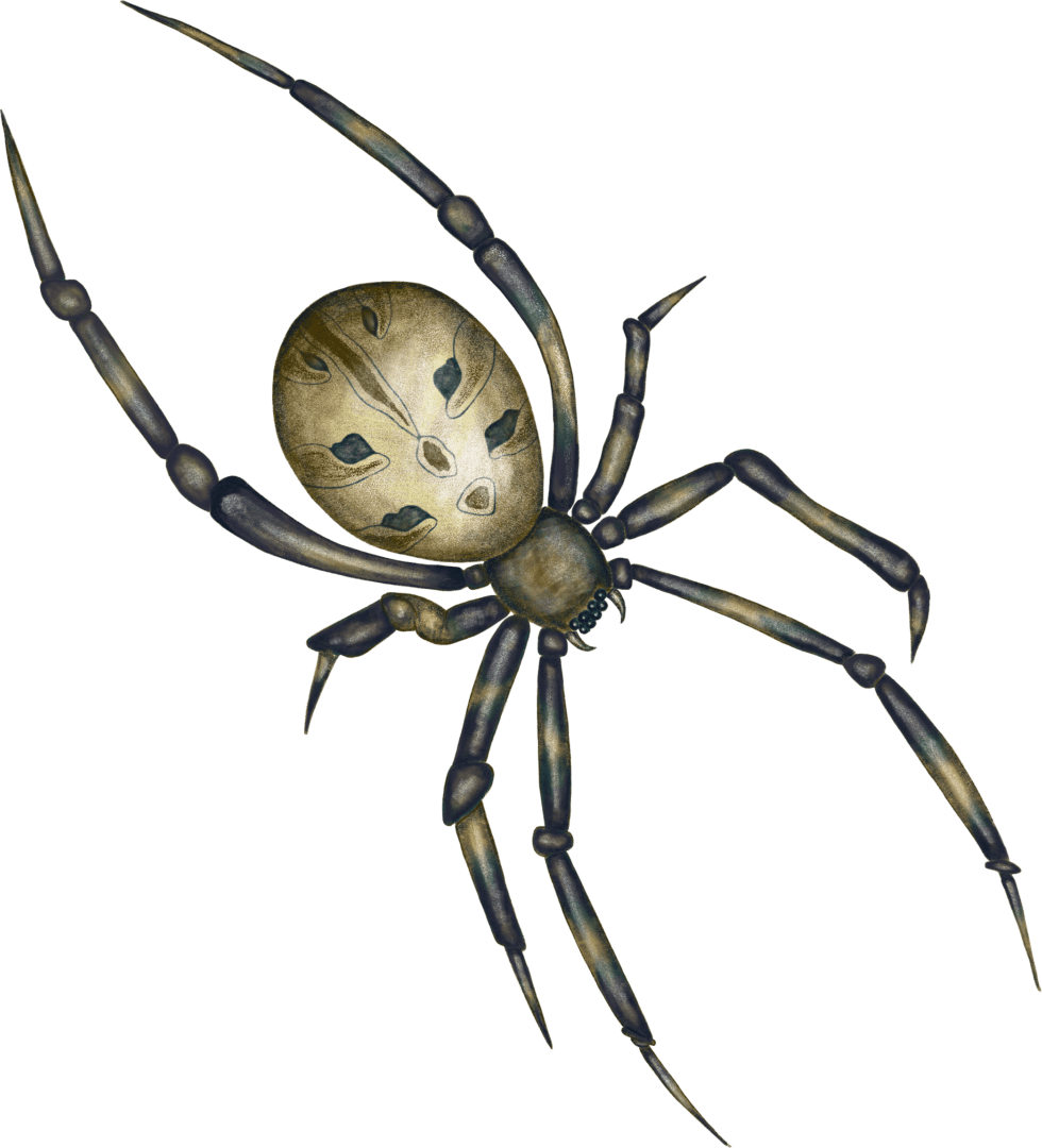 A spider with long legs and a face.