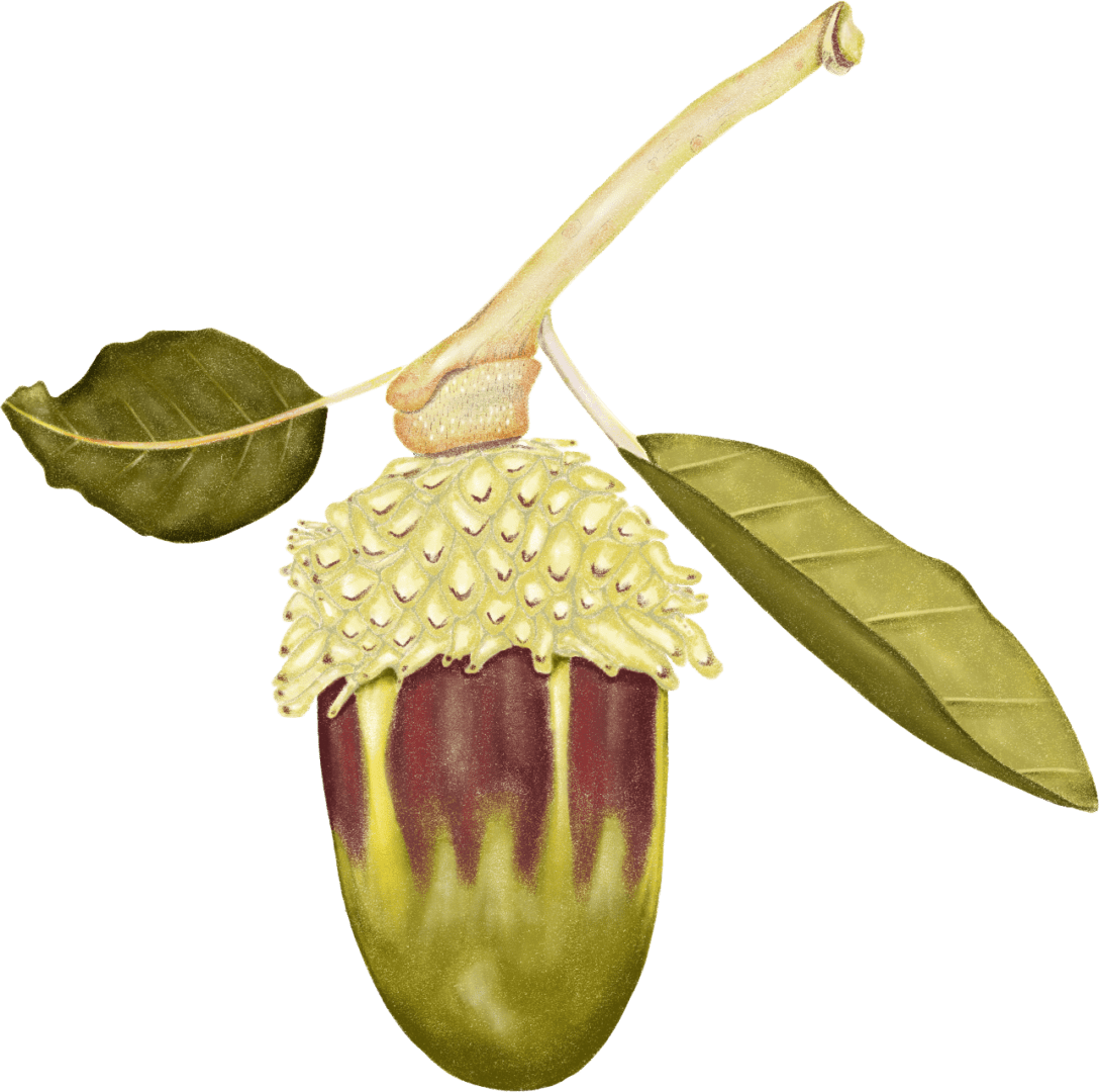 A drawing of an acorn with leaves on it.