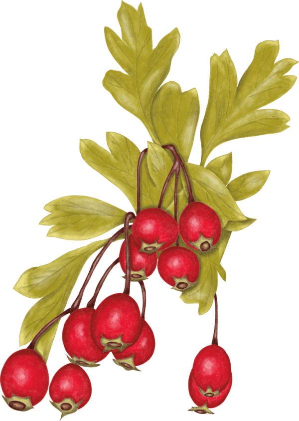 A bunch of berries hanging from a branch.