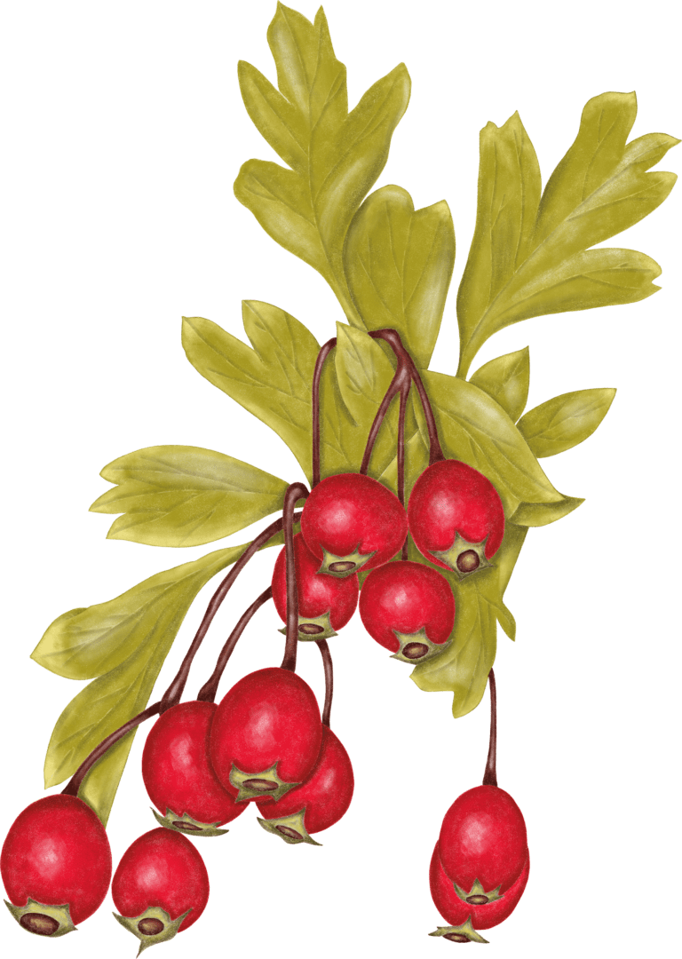 A bunch of berries hanging from a branch.