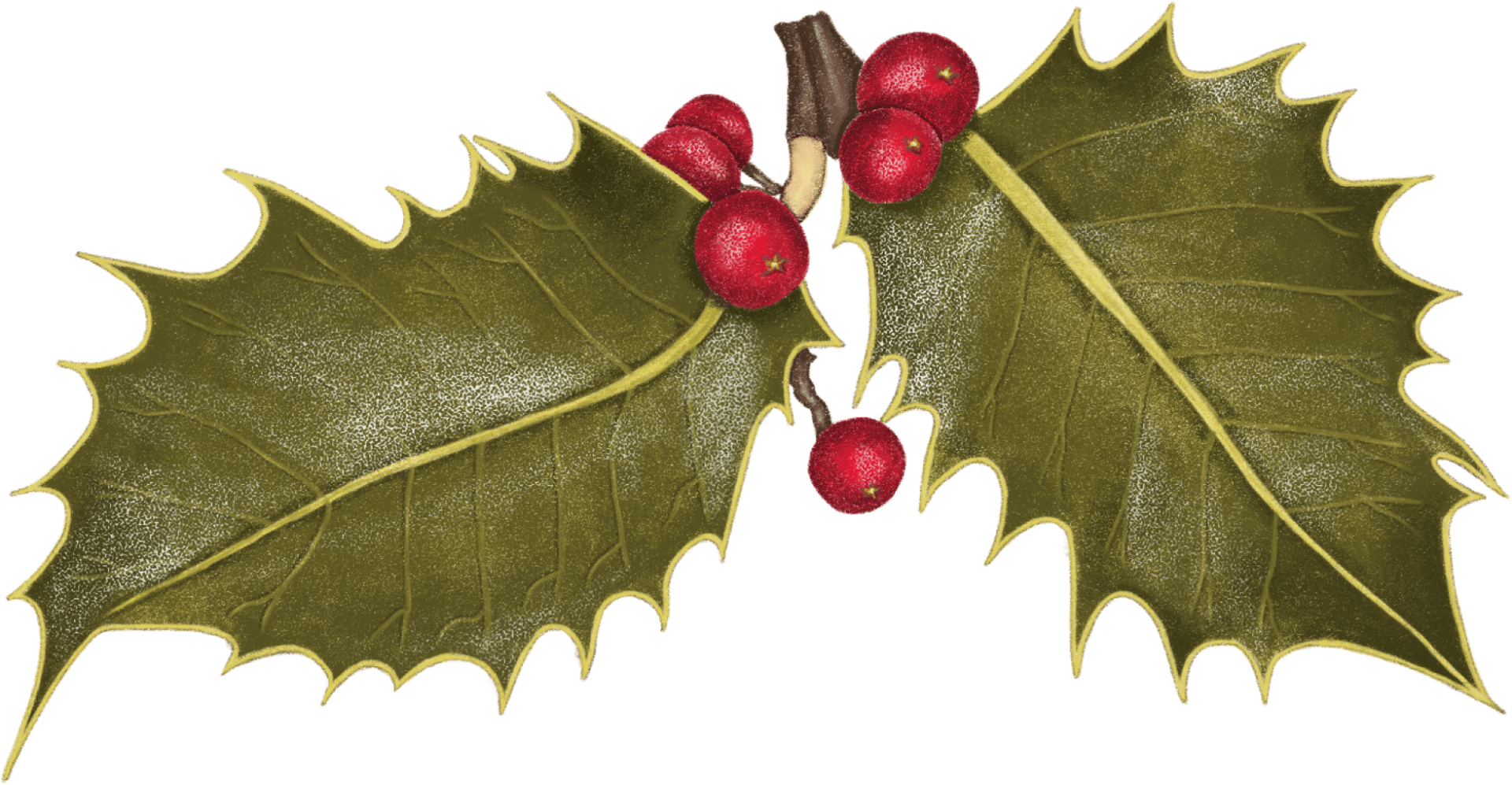 A drawing of holly leaves and berries on green background.