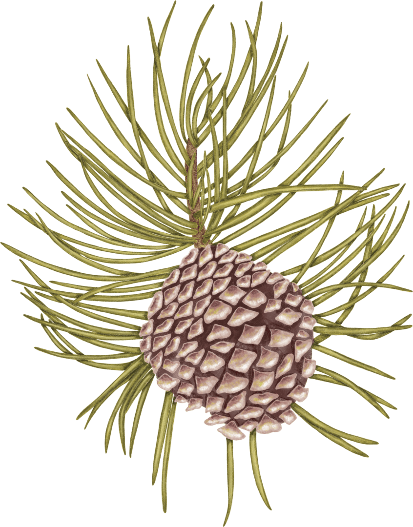 A pine cone is shown on top of the tree.